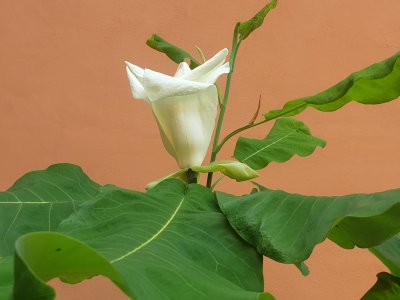 Magnolia macrophylla šácholan velkolistý.